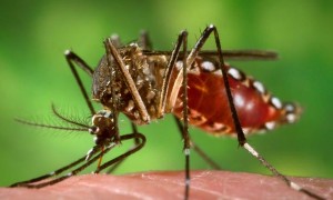 Casos de chikungunya motivam decreto de estado de emergência em Município