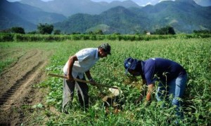 Concessão de crédito a agricultores familiares cresce 3,4%