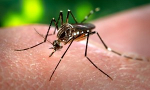 Dia Nacional de Combate ao Aedes aegypti, CNM alerta para a importância do enfrentamento