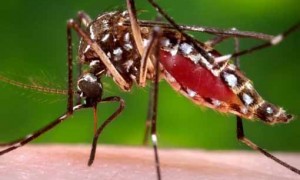 Pessoas com chikungynya podem ficar “encostadas” pelo INSS, afirma ministro