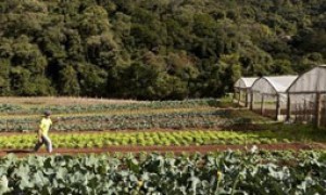 Começa em 17 de agosto prazo para enviar declaração do Imposto Territorial Rural