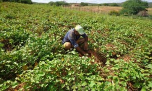 Produtores ainda podem entregar propostas ao projeto Rural Sustentável; prazo vai até 19 de agosto