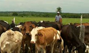 Abertas as inscrições para o Encontro Nacional de Defesa Sanitária do Animal