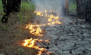 Período proibitivo de queimadas começa dia 15 de julho em Mato Grosso