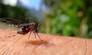 Brasil e universidade do Texas firmam acordo para vacina contra zika