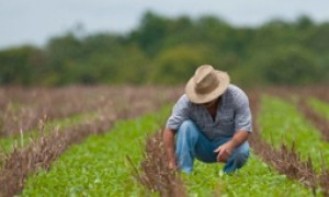 Projetos de agricultura são selecionados para participar de feira no Peru