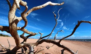 Desertificação ameaça mais de 1,4 mil Municípios brasileiros