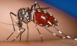 Zika vírus impede multiplicação celular e amadurecimento de neurônios