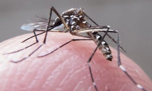 Aedes aegypti: 2,175 milhões de pessoas tiveram doenças ligadas ao mosquito em 2016