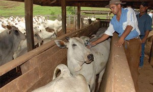 CNM reitera pedido de inserção dos Municípios no Suasa em reunião no Ministério da Agricultura