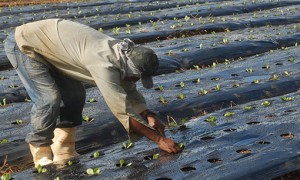 Produtores rurais podem definir temas de cursos voltados para a agricultura