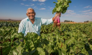 Material gratuito e online explica quais são as tecnologias adequadas para cultivo de orgânicos