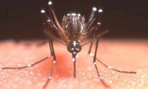 Municípios deverão fazer levantamento entomológico de infestação por Aedes aegypti