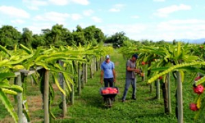 CNM participa de reunião no Conselho de Desenvolvimento Rural