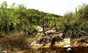 Dia da Caatinga é celebrado nesta terça, 28 de abril, em todo o País