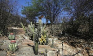 Dia da Caatinga é nesta quinta; CNM lamenta que secas e queimadas tenham transformado a região em deserto