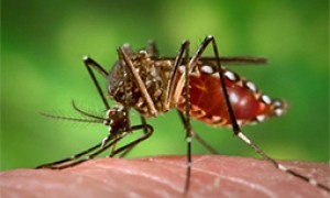 Dengue avança no Brasil nos três meses de 2015