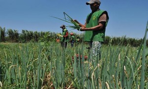 Exigência de planejamento prévio para ações de política agrícola é aprovada no Senado