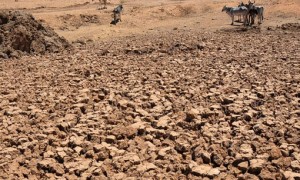 Seca fez Nordeste brasileiro perder 50% de sua produção nos últimos cinco anos, afirma FAO