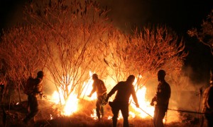 Defesa civil: 2016 registra aumento de 65% nos focos de queimadas e incêndios florestais