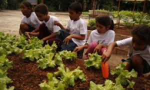 Agricultura urbana é tema de informe lançado pela Organização das Nações Unidas