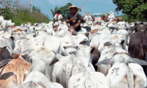 Dados da CNM mostram cenário do Serviço de Inspeção Municipal de Produtos de Origem Animal