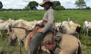 Confederação defende posições sobre temas voltados à Agricultura e à Pecuária