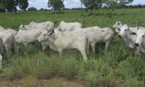 Instituído plano que deve aumentar a produtividade da pecuária bovina brasileira