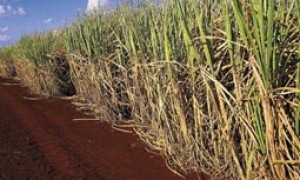 Pagamento do Garantia-Safra é autorizado para agricultores de municípios da Bahia e Rio Grande do Norte