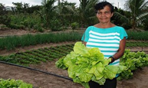 Garantia-Safra: agricultores familiares receberão recurso a partir de dezembro