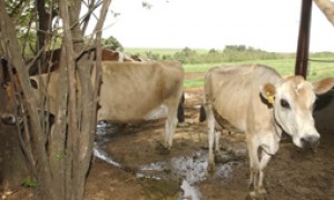 Sete Estados do Nordeste e parte do Pará se tornam zonas livres da febre aftosa