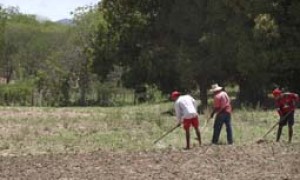 Agricultores de 89 Municípios vão receber recursos por perda de safra