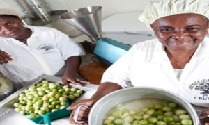 Municípios já podem consultar metas e limites financeiros referentes ao Programa de Aquisição de Alimentos