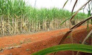 São grandes as expectativas para a produção agrícola do País em 2013