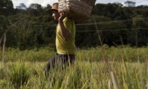 Garantia-Safra: agricultores familiares receberão o recurso a partir de março