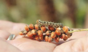 Agricultura: CNM alerta gestores quanto à importância de ações para controle de pragas