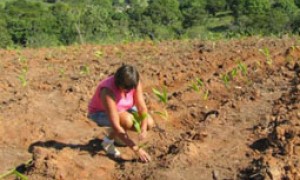 Agricultores podem aderir à renegociação de dívidas do Pronaf até 30 de junho