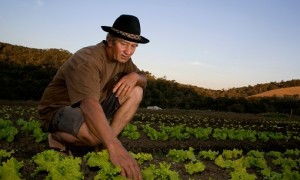 Investimentos federais na área de agricultura tiveram redução de 25% em 2016