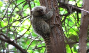 Macacos infectados por febre amarela servem de alerta ambiental, aponta ICMBio