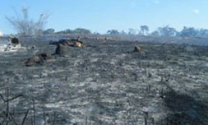 Focos de incêndio diminuem 40% entre 2012 e 2013, e têm menor registro em 13 anos