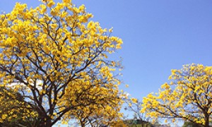 Dia Nacional do Cerrado: lembrado hoje, 11, tem o objetivo de preservar o segundo maior bioma do País