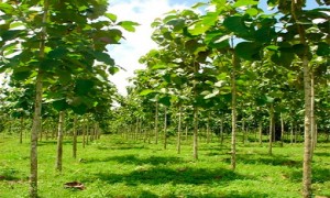 Pequenas florestas são essenciais para adaptação à mudanças climáticas, dizem especialistas