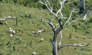 Programa de Regularização Ambiental vai implementar regras do Código Florestal