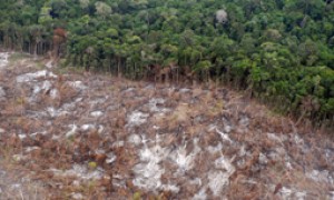 Desmatamento na Amazônia é o menor em 25 anos e consequentemente emissões de CO2 também caem