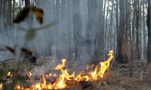 Declarado Estado de Emergência Ambiental em várias regiões do Brasil