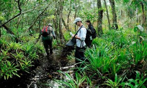 Serviço Florestal Brasileiro lança Plano Anual de Outorga Florestal de Florestas Públicas para 2017