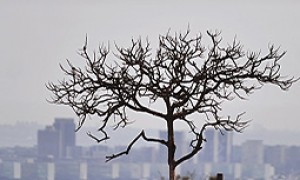 Inverno começa no domingo, dia 21, e será marcado por frio e pouca chuva em todo o Brasil