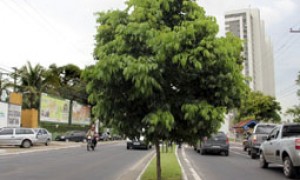 Plantar árvores dará privilégios a Municípios na captação de recursos