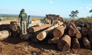 Ibama atualiza regulamento interno de fiscalização ambiental