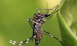 Escolas mobilizadas no combate ao Aedes aegypti